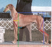 Saluki eval