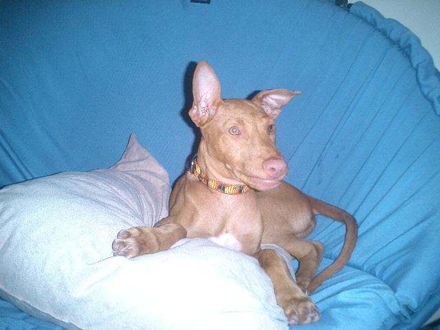 Atreyu and his chair