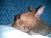 Atreyu's fall Martingale