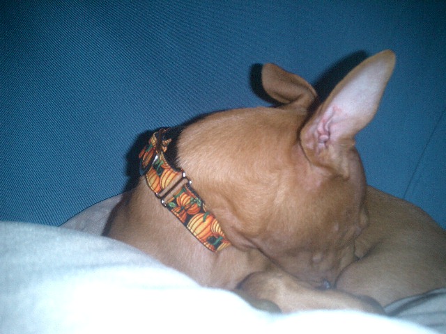 Atreyu's fall Martingale