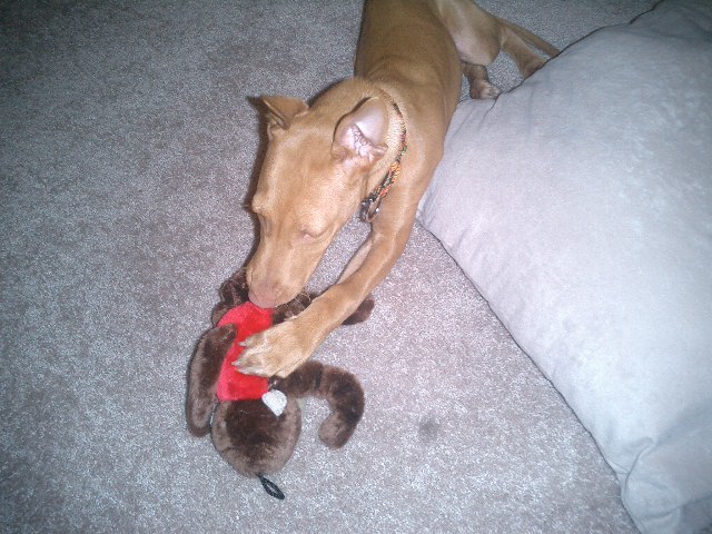 Atreyu and his monkey