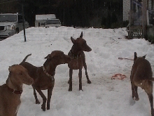 Trey and Jan's Dogs in snow