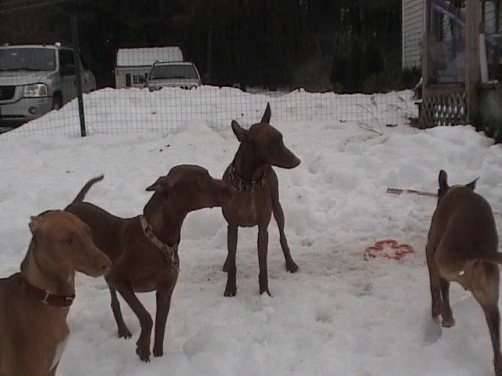 Trey and Jan's Dogs in snow