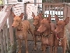 Trey and Jan's Dogs on porch