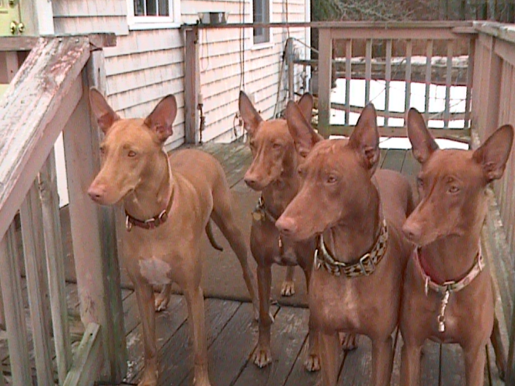 Trey and Jan's Dogs on porch