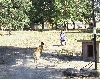 Lure coursing redneck style