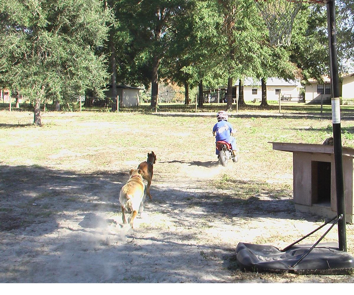 Lure coursing redneck style