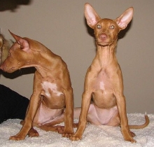 Uber and Ulala sitting