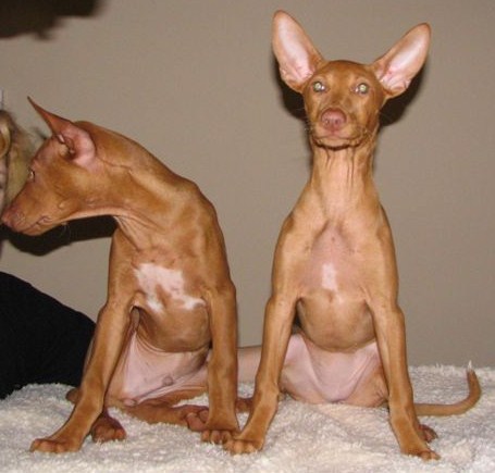 Uber and Ulala sitting