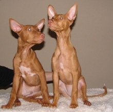 Uber and Ulala sitting 2