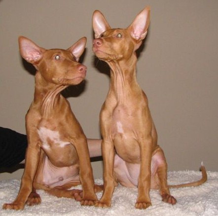 Uber and Ulala sitting 2