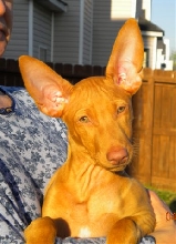 Ulala Face