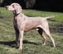 weim