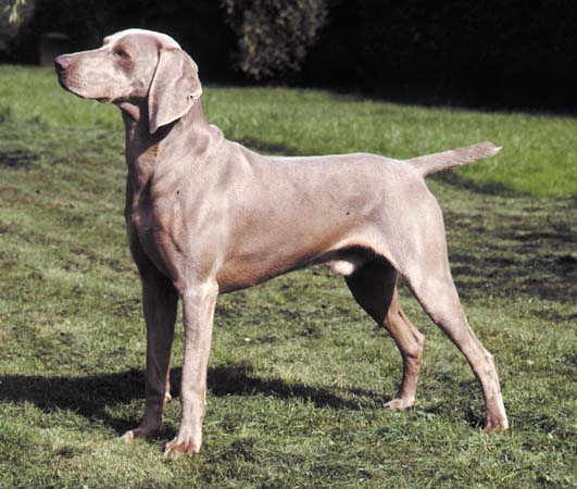 weim
