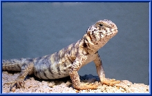 Ornate Uro Basking