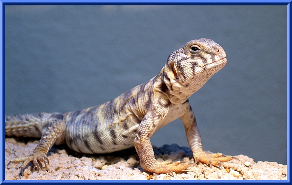 Ornate Uro Basking