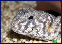 juv Ornate Uro close up of head