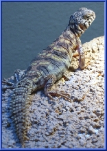 juv Ornate Uro