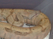 Red Pattrn Hog Fem