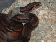 Suri Male