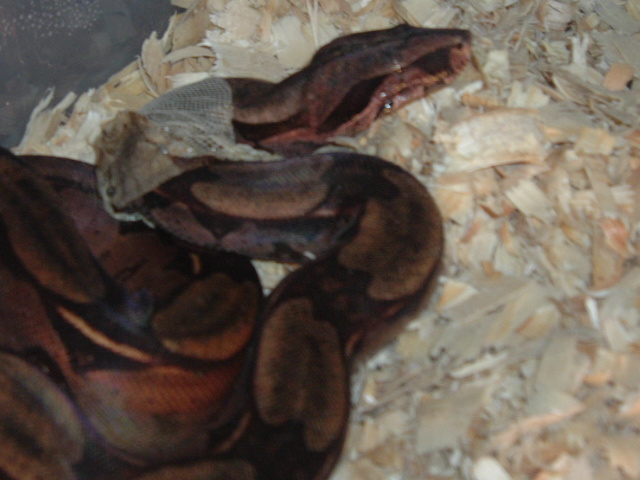 Suri Male
