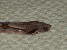 Suri Male