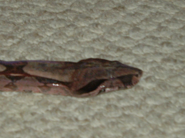 Suri Male