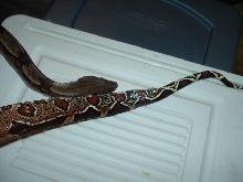 Suri Male
