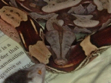 suri Fem