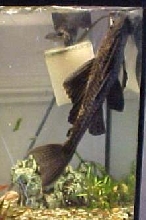 14" Pleco