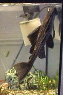 14" Pleco