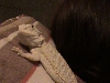 white beardie 4