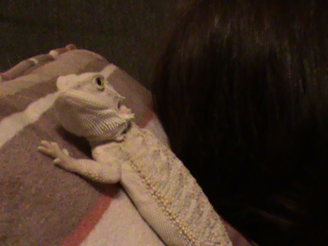 white beardie 4
