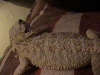 white beardie 3