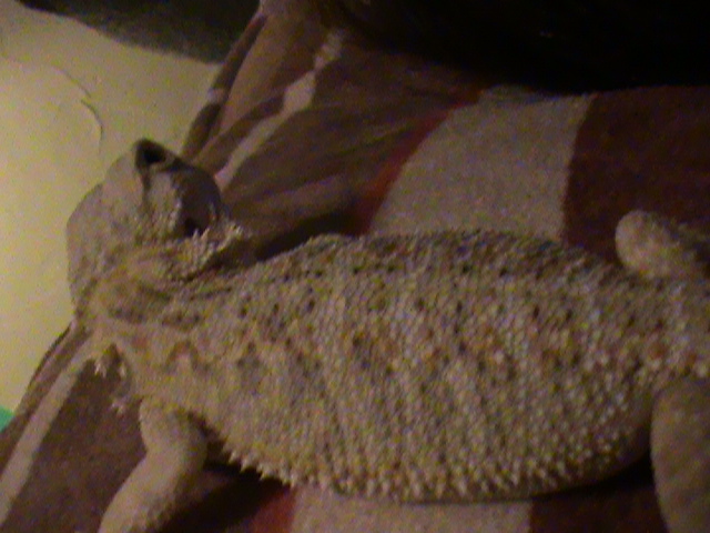 white beardie 3