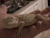 white hypo beardie