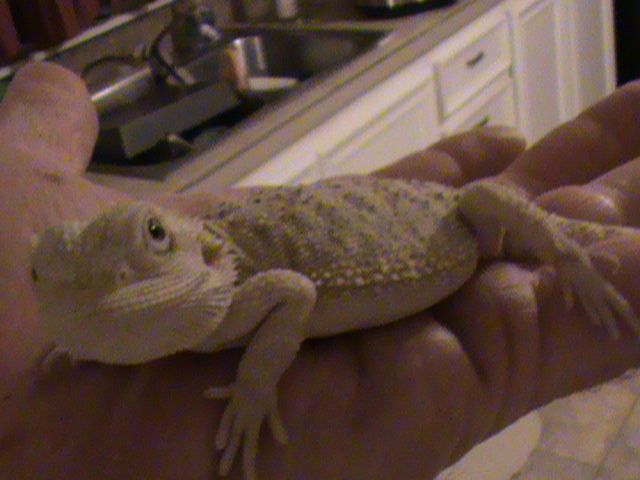 white hypo beardie