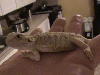 white beardie 2