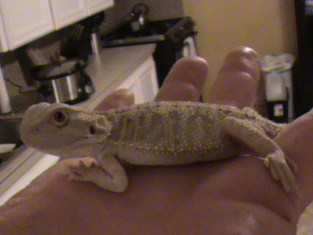 white beardie 2