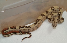 jungle male