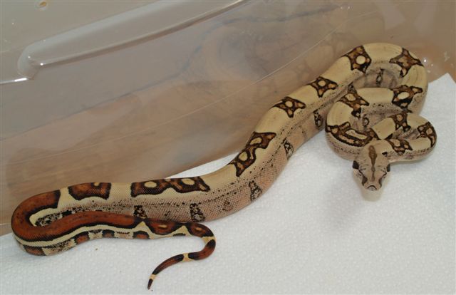 jungle male