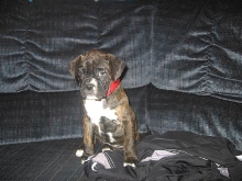 Marley  the boxer