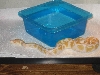 male albino ball