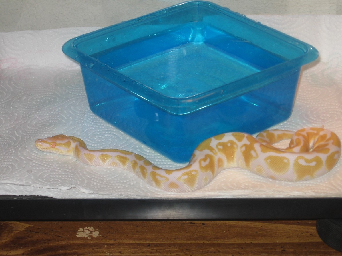 male albino ball