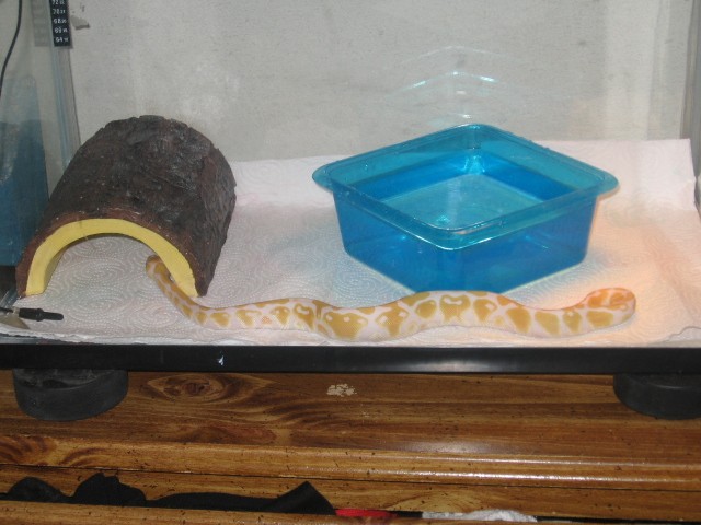 new albino