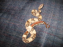 Horacio 01
