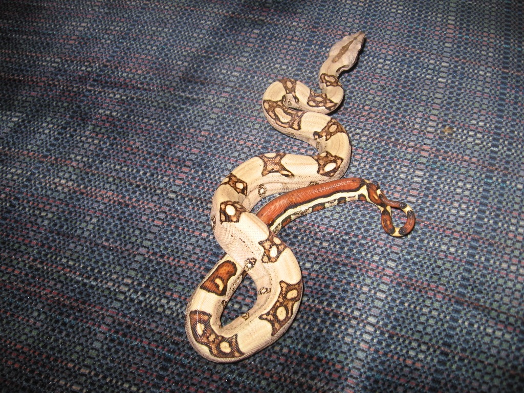 Horacio 01