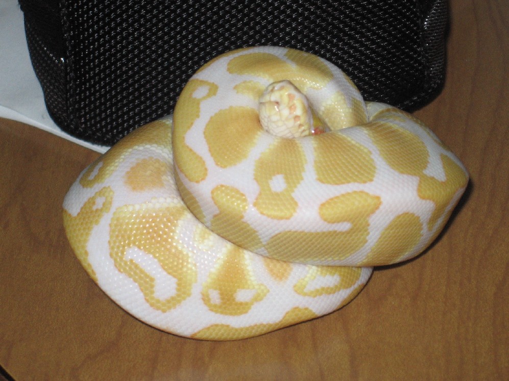albino ball python