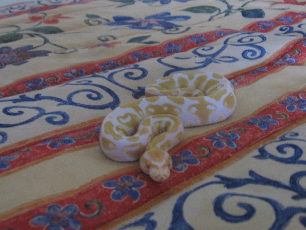 albino ball python