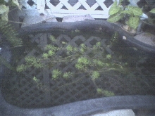Pond 1
